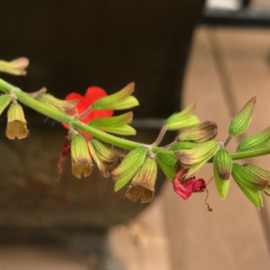 Salvia elegans 'Pineapple Sage'