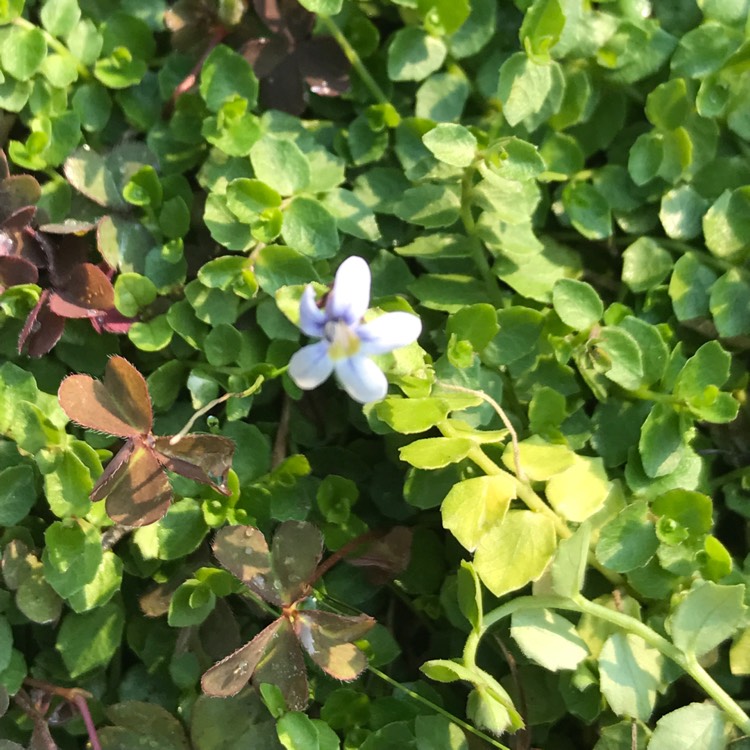 Plant image Lobelia pendunculata syn. Isotoma fluviatilis, Laurentia fluviatilis, Lobelia fluviatilis, Pratia puberula