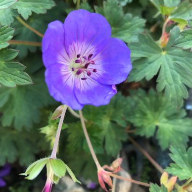 Geranium 'Gerwat' syn. Geranium 'Rozanne'