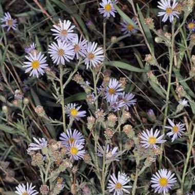 Symphyotrichum spathulatum