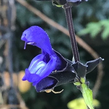 Salvia Guaranitica 'Black and Blue'