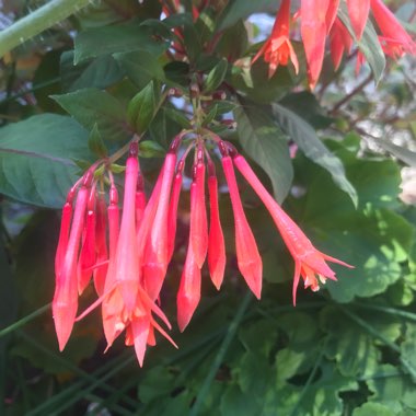 Fuchsia 'Gartenmeister Bonstedt'