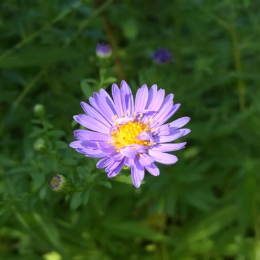 Symphyotrichum cordifolium