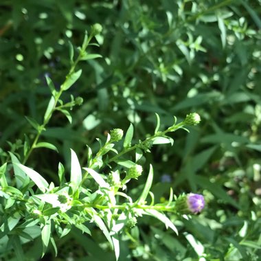 Symphyotrichum 'Bill's Big Blue'