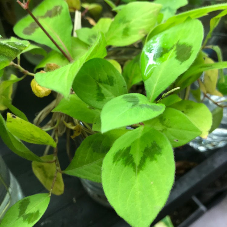 Plant image Persicaria virginiana var. filiformis 'Painter's Palette'