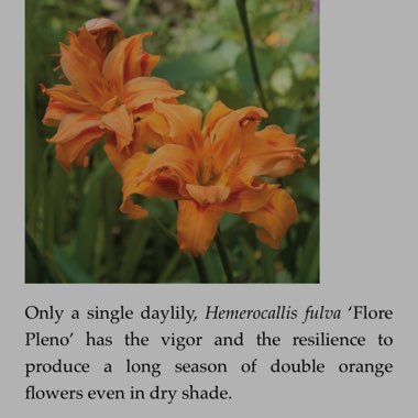 Hemerocallis fulva 'Kwanso' syn. Hemerocallis 'Kwanso'