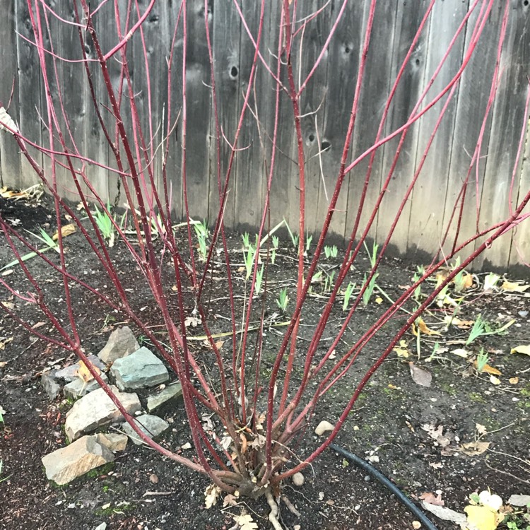 Plant image Cornus sericea