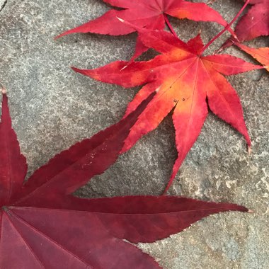 Acer palmatum