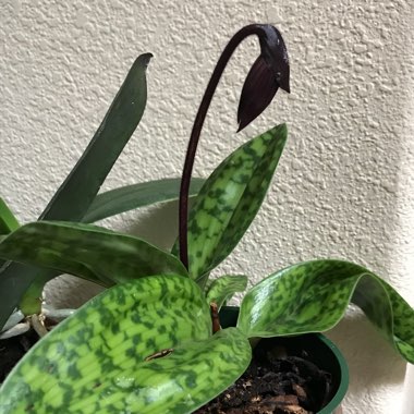 Paphiopedilum