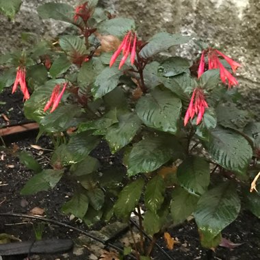 Fuchsia 'Gartenmeister Bonstedt'