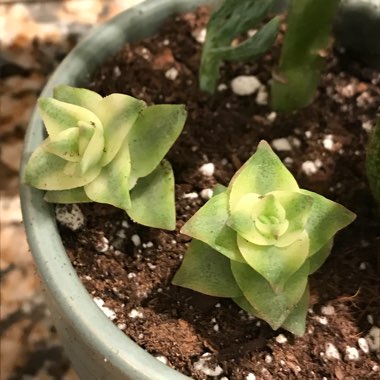 Crassula Perforata Variegata