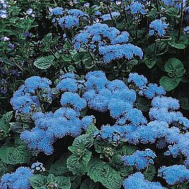 Ageratum houstonianum 'Blue Mink'