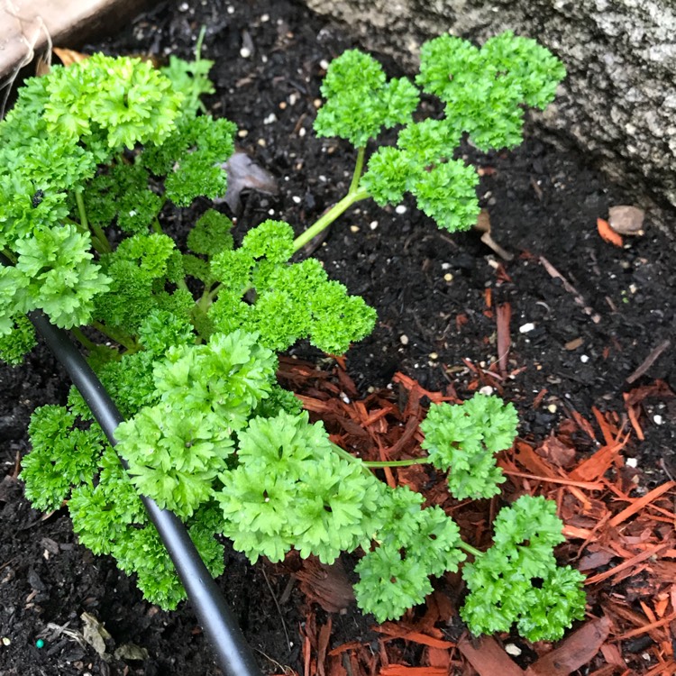 Plant image Petroselinum Crispum 'Curly'