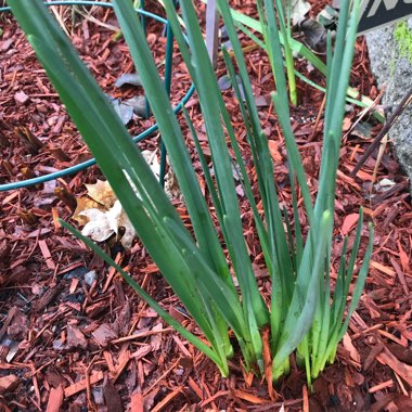 Narcissus 'Golden Dawn'