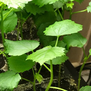 Hibiscus cannabinus