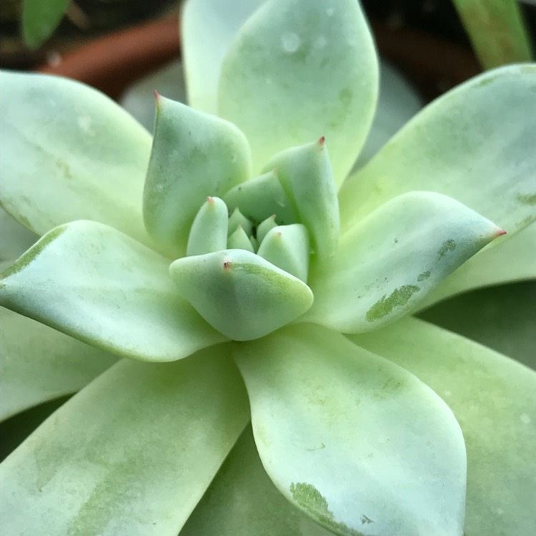 Plant image Echeveria Silver Queen