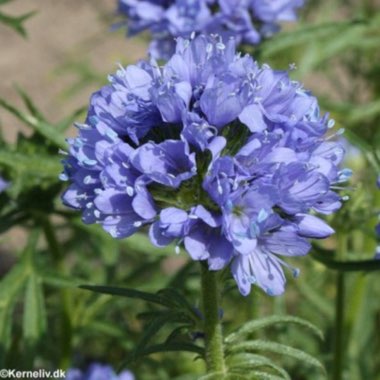 Gilia capitata