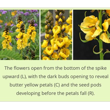 Senna didymobotrya syn.Cassia didymobotrya