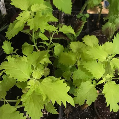 Plectranthus scutellarioides 'UF0843' syn. Plectranthus scutellarioides 'Wasabi'