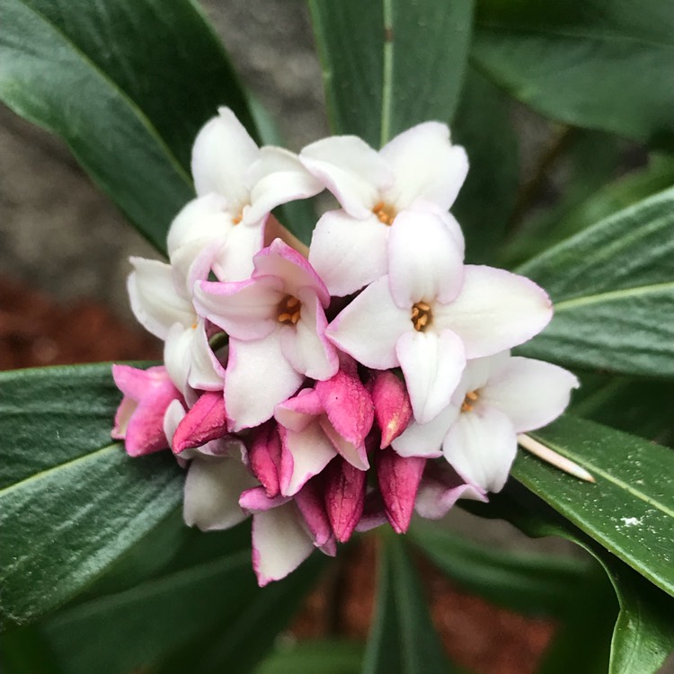 Plant image Daphne