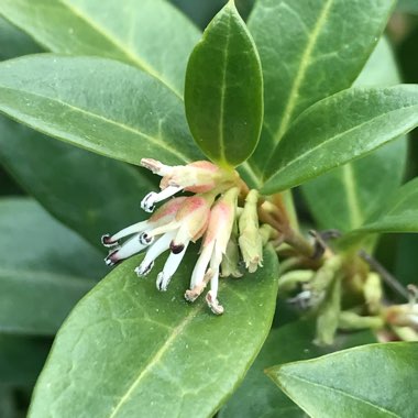 Osmanthus Fragrans