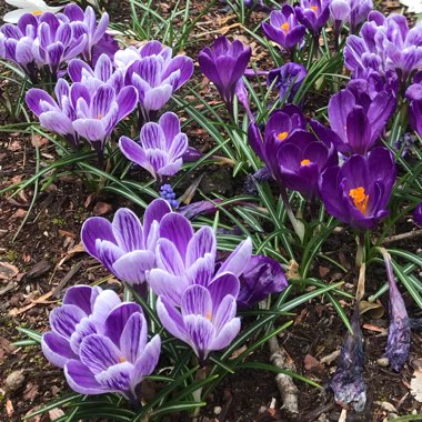 Crocus vernus 'Flower Record'