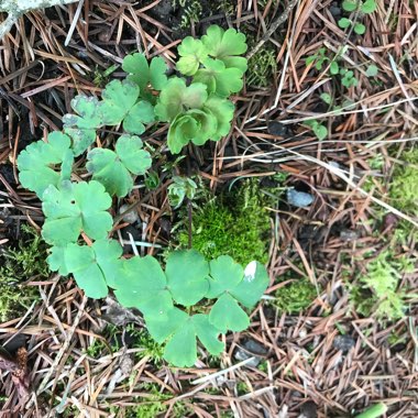 Aquilegia