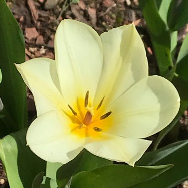 Tulipa 'Purissima' syn. Tulipa 'White Emperor'