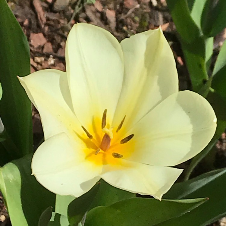 Plant image Tulipa 'Purissima' syn. Tulipa 'White Emperor'