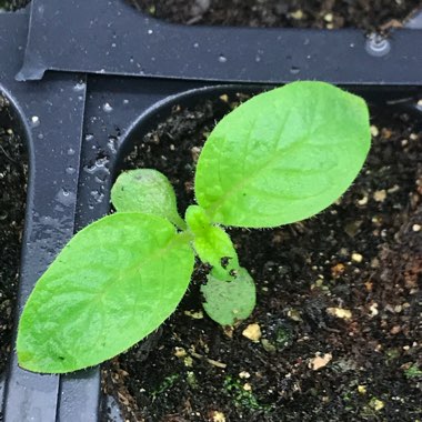 Heliotropium arborescens