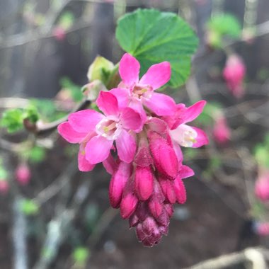 Ribes sanguineum var. glutinosum