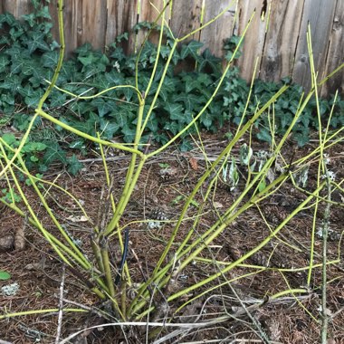 Cornus sericea 'Flaviramea' syn. Cornus stolonifera 'Flaviramea'