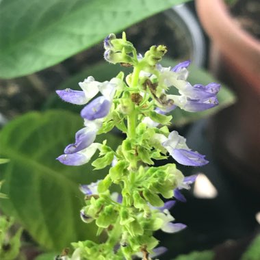 Solenostemon scutellarioides  syn. Plectranthus scutellarioides, Coleus scutellarioides, Coleus blumei