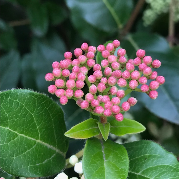 Plant image Escallonia 'Iveyi'