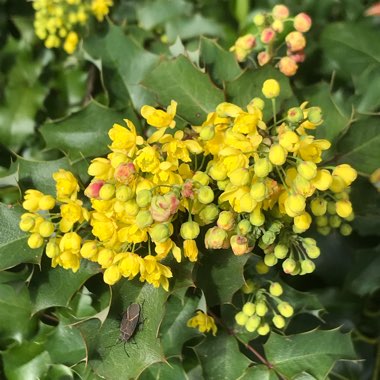 Mahonia