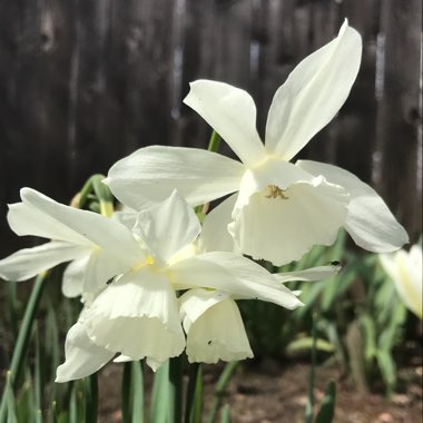 Narcissus 'Thalia' syn. Narcissus triandrus 'Thalia'