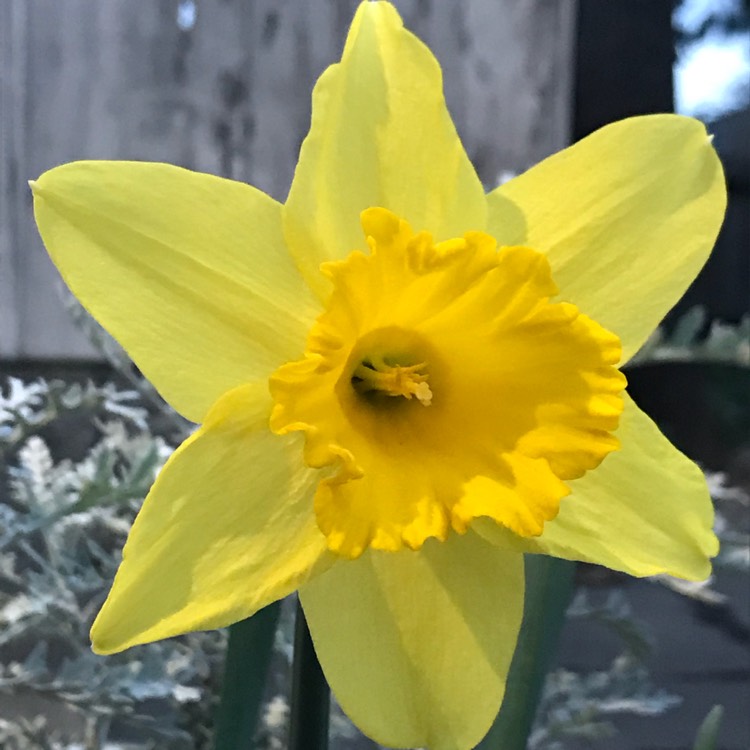 Plant image Narcissus 'King Alfred'