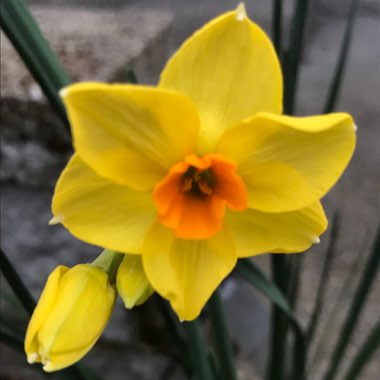 Narcissus 'Golden Dawn'