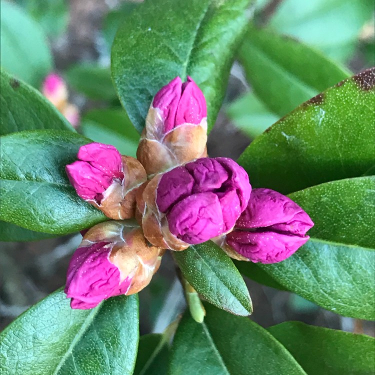 Plant image Rhododendron 'Aglo'