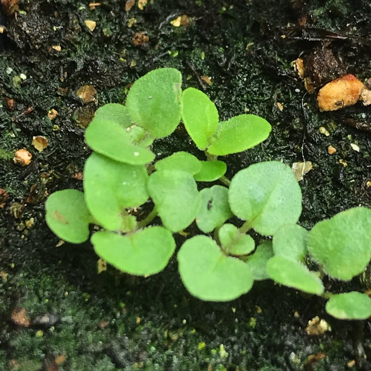 Plant image Origanum Vulgare var. Hirtum