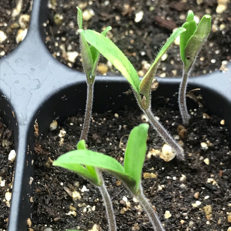 Plant image Solanum lycopersicum 'Abraham Lincoln' syn. Solanum lycopersicum 'Abe Lincoln'