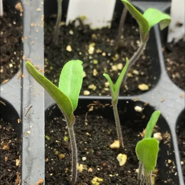 Solanum lycopersicum 'Pomodora Roma Nano'