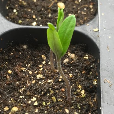 Solanum Lycopersicum 'Purple Cherokee'