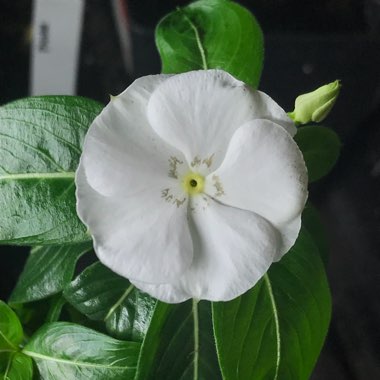 Catharanthus roseus syn. Vinca rosea