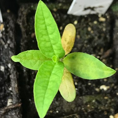 Asclepias syriaca