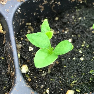 Physalis philadelphica 'Verde'