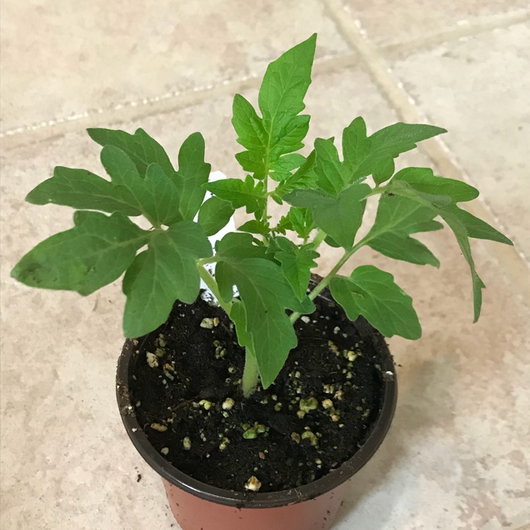 Plant image Solanum lycopersicum 'Abraham Lincoln' syn. Solanum lycopersicum 'Abe Lincoln'