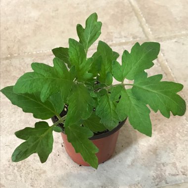 Solanum lycopersicum 'Better Boy'