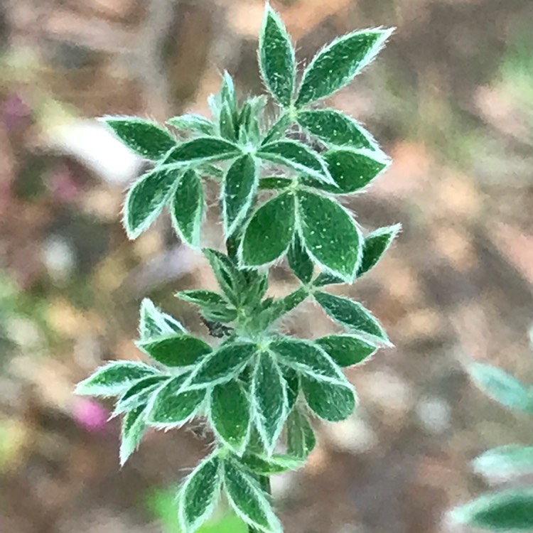 Plant image Cytisus 'Luna'