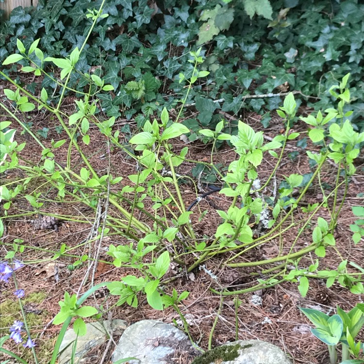 Plant image Cornus sericea 'Flaviramea' syn. Cornus stolonifera 'Flaviramea'